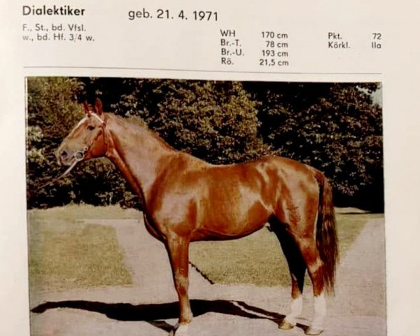 stallion Dialektiker (Mecklenburg, 1971, from Direx)