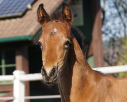 dressage horse Venom's Kiss (Oldenburg, 2023, from Vitalis)