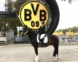 dressage horse Kastello L (Trakehner, 2006, from Tuareg)