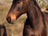 jumper Leopold KT (German Sport Horse, 2016, from Lentini)