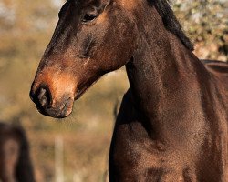 Springpferd Leopold KT (Deutsches Sportpferd, 2016, von Lentini)