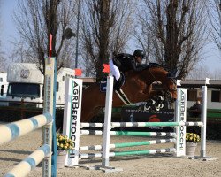 jumper Pink Floyd vd Withoeve Z (Zangersheide riding horse, 2011, from Prince van de Wolfsakker)