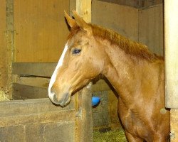 broodmare Wenke (Hanoverian, 2006, from Worldly I)