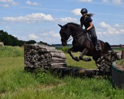 Dressurpferd Lucky Boy 229 (Hessisches Warmblut, 2006, von Kingsley Lucky Dance)