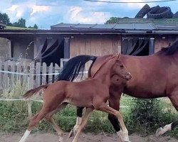 dressage horse Stute von Vitalis / Sir Donnerhall (Oldenburg, 2022, from Vitalis)