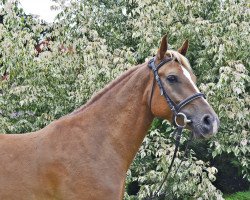 jumper Neytiri (Haflinger, 2016, from Noe d'Isle)