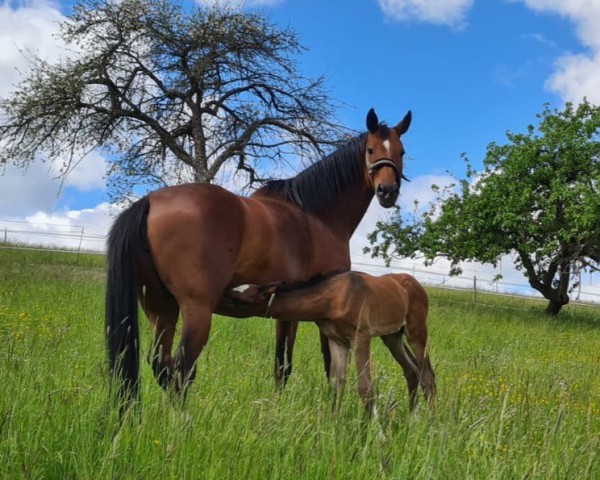 broodmare Sunset (Oldenburg, 2011, from Sir Donnerhall I)