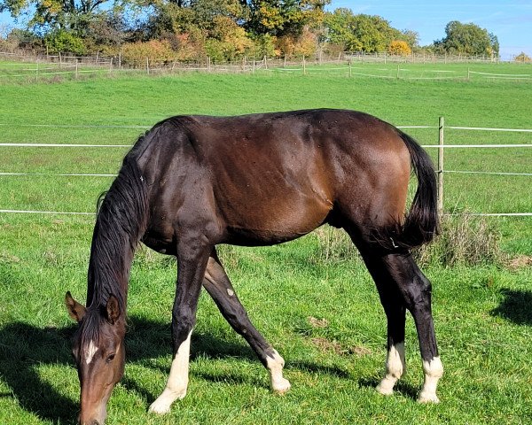 dressage horse Samson (Oldenburg, 2021, from So Perfect)