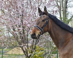 horse Corvetta (Polnisches Warmblut, 2016, from Noe d'Isle)