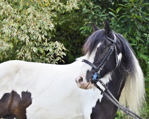 broodmare Lea (Tinker / Irish Cob / Gypsy Vanner, 2013)