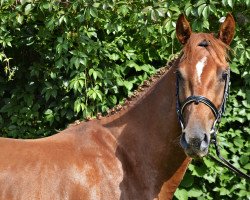 horse Don Diablo (Polnisches Warmblut, 2016, from Noe d'Isle)