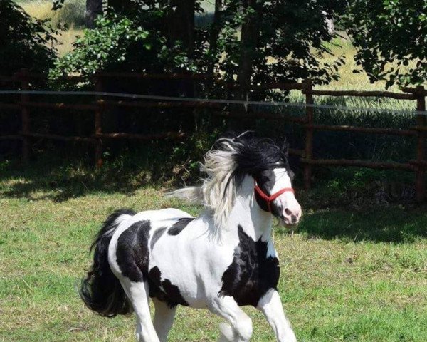 stallion Myrddin (Tinker / Irish Cob / Gypsy Vanner, 2002)