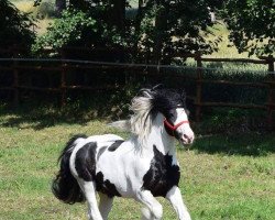 Deckhengst Myrddin (Tinker / Irish Cob / Gypsy Vanner, 2002)