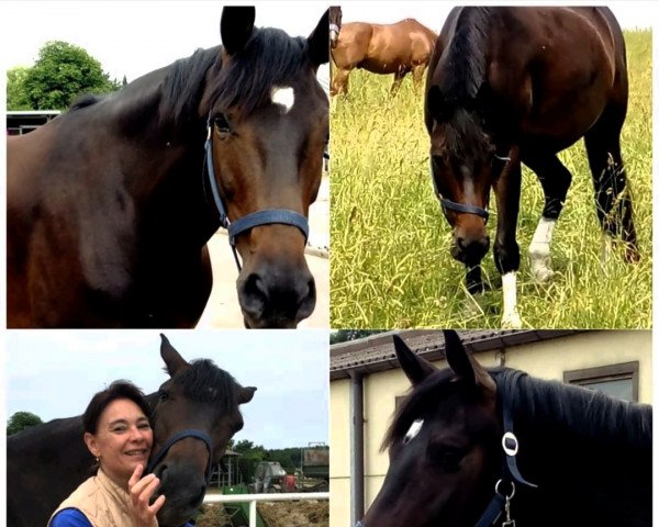 broodmare C'est Cherie (Hanoverian, 2012, from Christ)