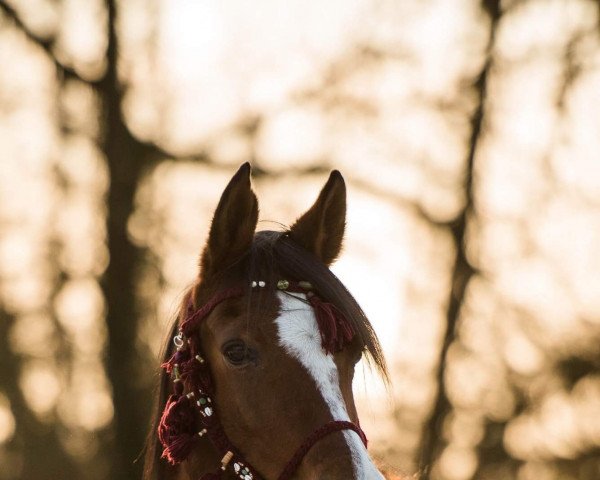 horse Babora Bint Brawura (Arabian thoroughbred, 1996, from Sahaab Ibn Sahiba ox)