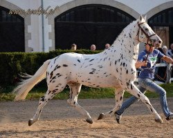 stallion Malibu (polish noble half-breed, 2010, from Tabasko 87 G Zg POL)