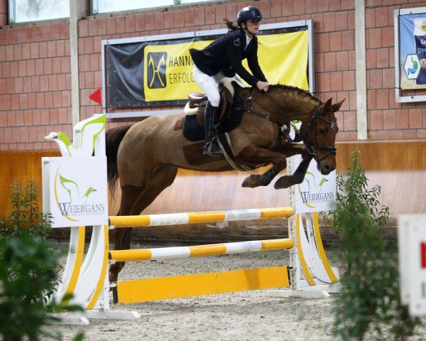 Springpferd Arezza D (Deutsches Sportpferd, 2016, von Arezzo VDL)