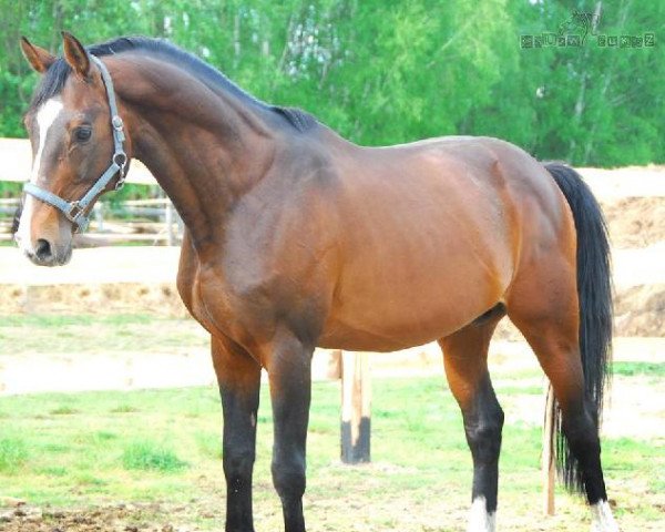 stallion Ludger (Hanoverian, 1998, from Laptop)