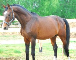 stallion Ludger (Hanoverian, 1998, from Laptop)