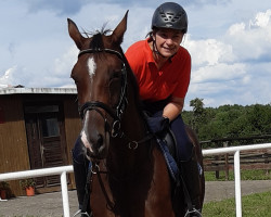 dressage horse Chica Royal (Hanoverian, 2011, from Contendros Bube)