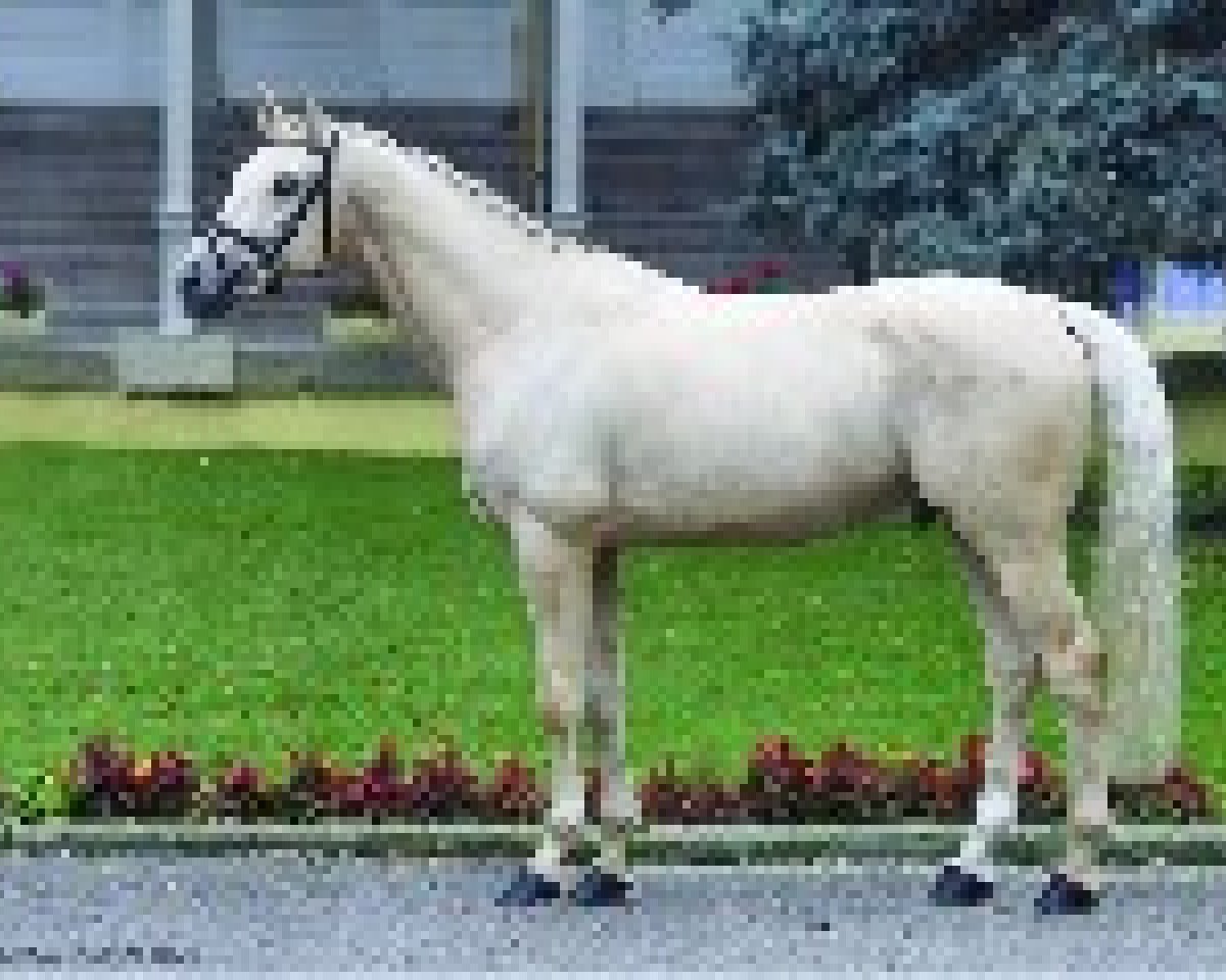 stallion Pigment Kinský (Kinsky horse, 2013)