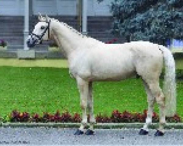stallion Pigment Kinský (Kinsky horse, 2013)