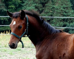 dressage horse Fleur (Hanoverian, 2022, from Fürst Belissaro)