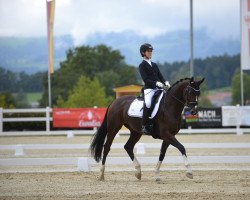 dressage horse Disney's Dory (Hanoverian, 2013, from Desperando 2)