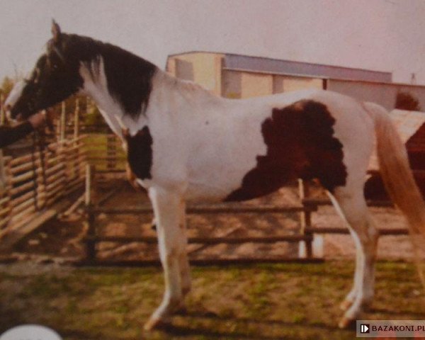 Deckhengst Czaprak (Wielkopolska, 1994, von Czagos)