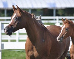 broodmare Camar Qarubi (Arabian thoroughbred, 2006, from Moshai ox)