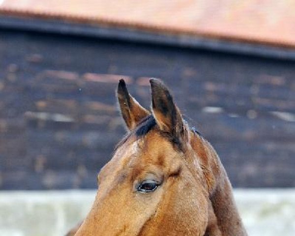 broodmare Bęsia (Great Poland (wielkopolska), 1988, from Sztorm)