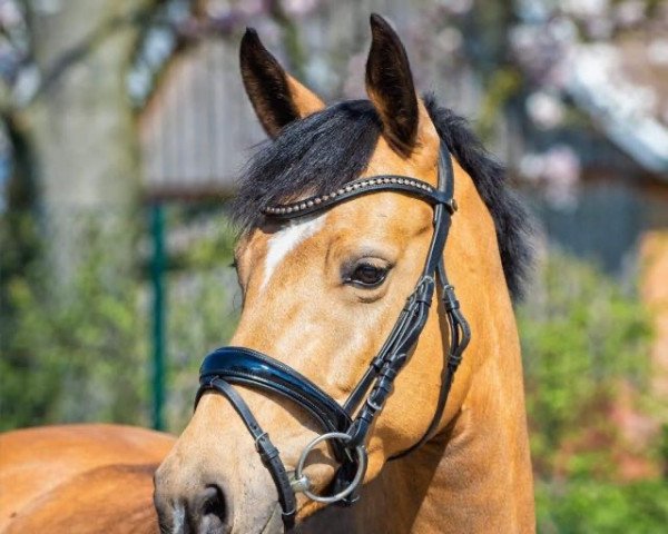 jumper Carlotta 328 (German Riding Pony, 2014, from Can Dance 3)