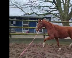 dressage horse Friesenfürst (Hanoverian, 2021, from Fürst Samarant)