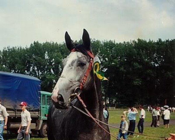 Deckhengst Ekwador (Wielkopolska, 1993, von Ogar)