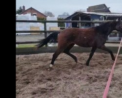 dressage horse Tango (Mecklenburg, 2021, from Top Level)