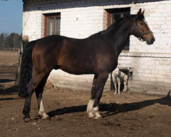 stallion Rubens (Westphalian, 2004, from Rubinus)