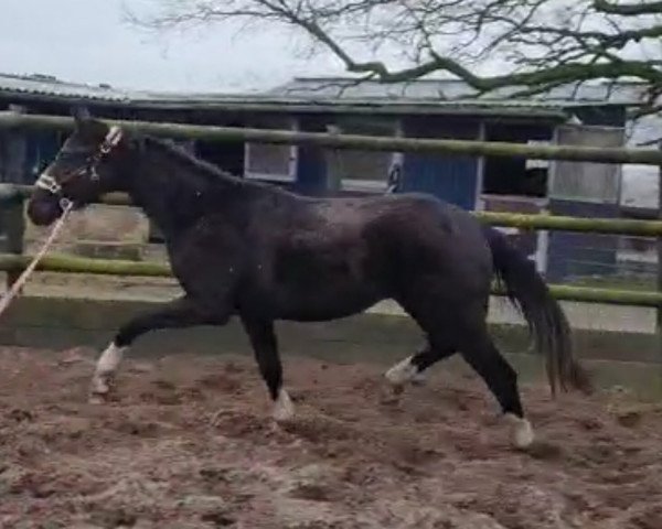 dressage horse Dark Diamond (Hanoverian, 2021, from Don Romance PS OLD)