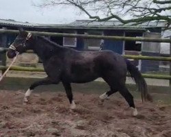 dressage horse Dark Diamond (Hanoverian, 2021, from Don Romance PS OLD)