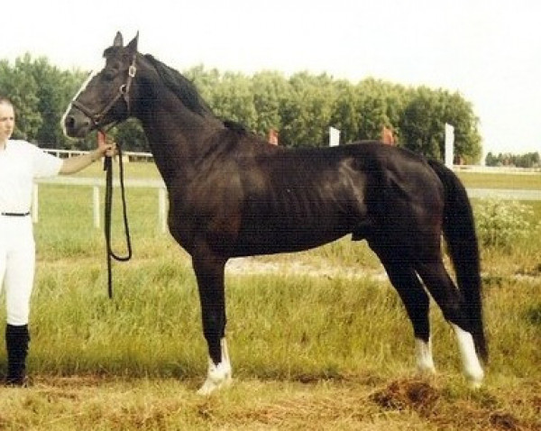 horse Promenaad (Russian Trakehner, 1996, from Poroh)