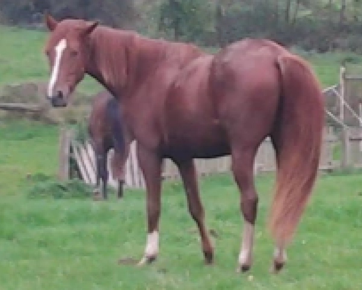 broodmare Polarfürstin (Westphalian, 1998, from Prinz Wilhelm)