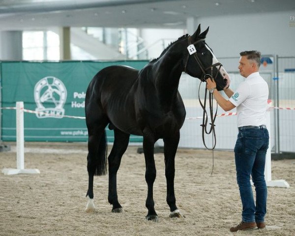 stallion Paco (Great Poland (wielkopolska), 2014, from Fatim)