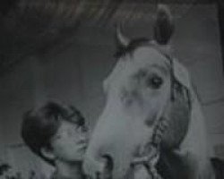 stallion Gawor (Great Poland (wielkopolska), 1985, from Grot)