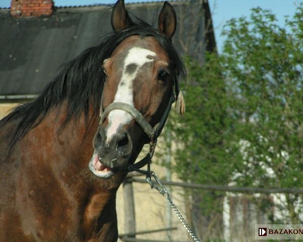 stallion Inblanco (Great Poland (wielkopolska), 1992, from Islam)