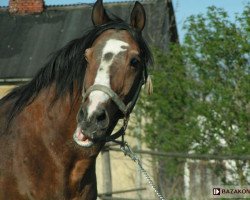 stallion Inblanco (Great Poland (wielkopolska), 1992, from Islam)