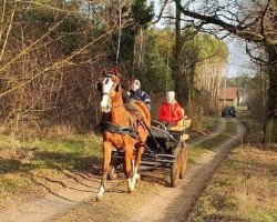 broodmare Gazela (Great Poland (wielkopolska), 2011, from Inblanco)