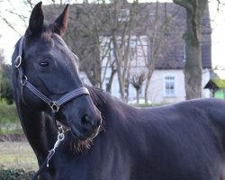 dressage horse Sorentania (Oldenburg, 2007, from Sorento OLD)