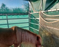 broodmare Anita van de Heimeriete (Dt.Part-bred Shetland pony, 2007)