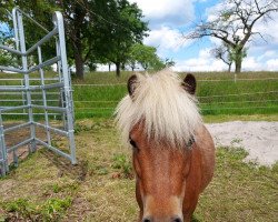 horse Jacow B (Deutsches Classic Pony, 2019, from Just A Boy von Clus)