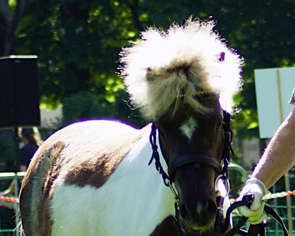 Pferd Jurino B (Deutsches Classic Pony, 2019, von Just A Boy von Clus)