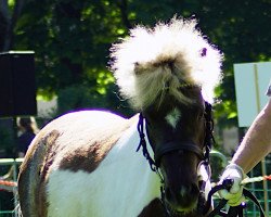 horse Jurino B (Deutsches Classic Pony, 2019, from Just A Boy von Clus)